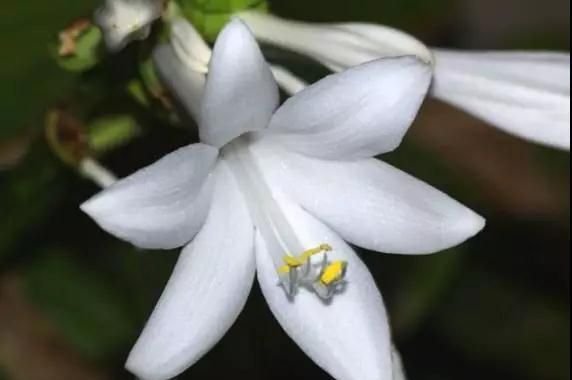 林草科普|中国百合科植物