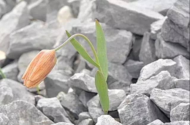 林草科普|中国百合科植物