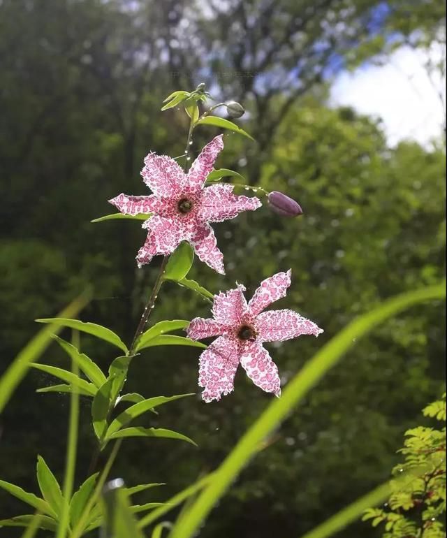 林草科普|中国百合科植物