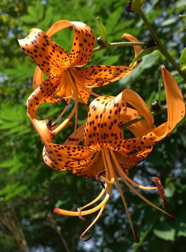 林草科普|中国百合科植物