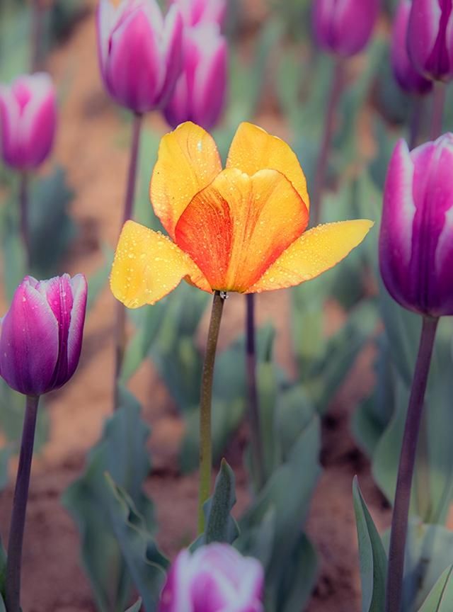 原创｜|不同颜色郁金香花语详解（组图）