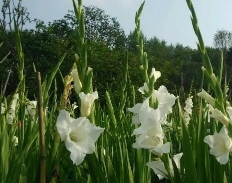 适合送给老师的花有哪些 7种最适合送给老师的花(灯笼花代表感恩)