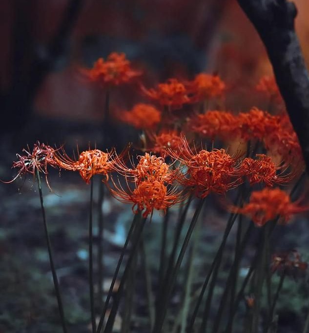 高清彼岸花壁纸分享：彼岸花，开一千年落一千年，花叶永不相见