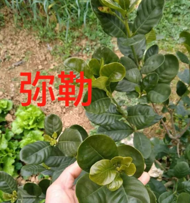 栀子花居然也有这么多品种，一个比一个香，叶子越小越值钱