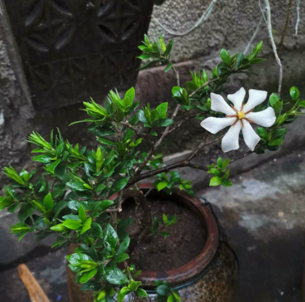 栀子花居然也有这么多品种，一个比一个香，叶子越小越值钱