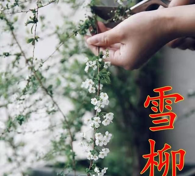 5种“神奇枝条”，遇水开花，做年宵花很“讨喜”，寓意又好