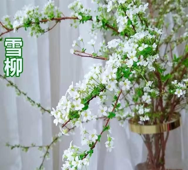 5种“神奇枝条”，遇水开花，做年宵花很“讨喜”，寓意又好