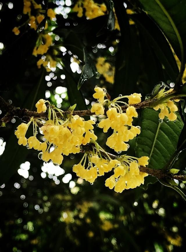 学生优秀作文：《那香甜的桂花糕哟》（侯瑞泽）