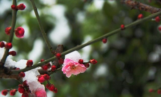 古人给花取的名字真是绝了， 有种惊艳时光的感觉，一起来看看吧