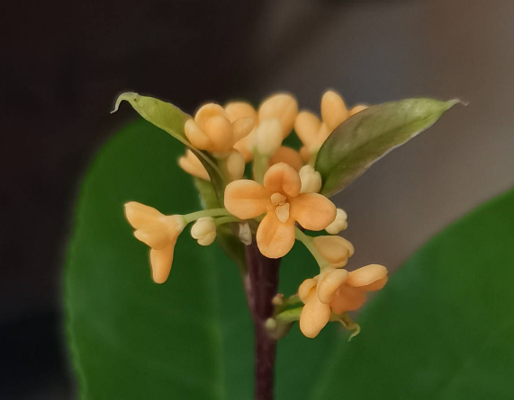 秋天院子里种棵桂花，“香飘十里”不为过，还能做成美味