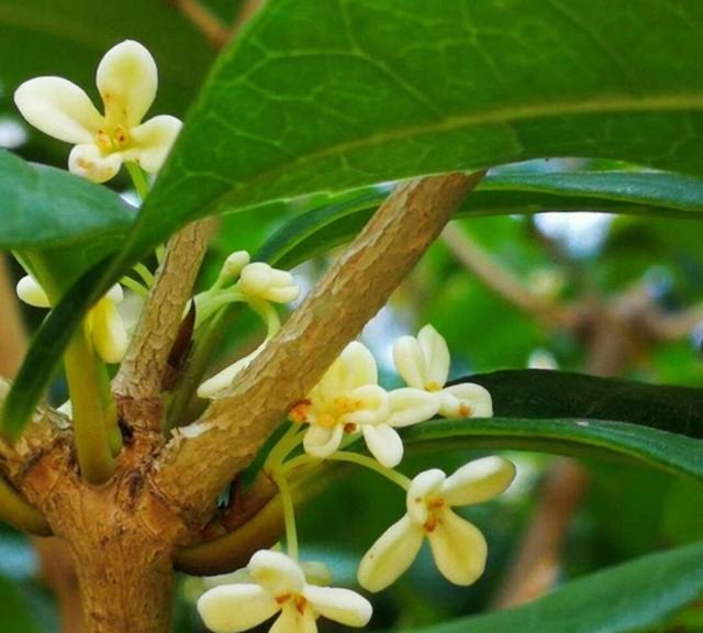 秋天院子里种棵桂花，“香飘十里”不为过，还能做成美味