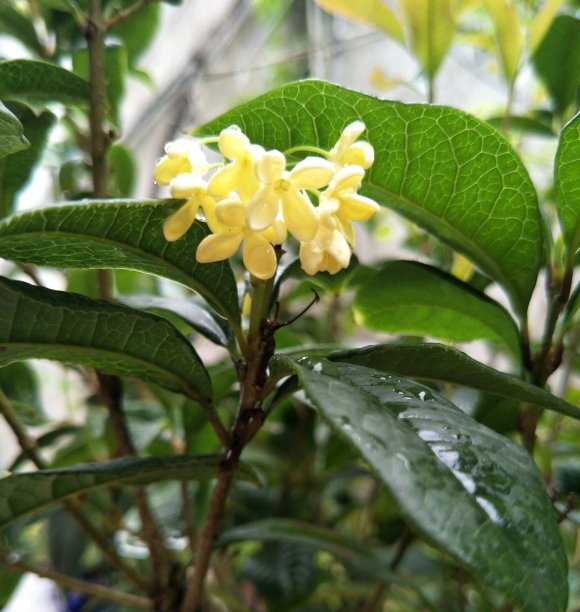 桂花品种多，选这“2种”栽种，一年四季开花，开花多香味浓