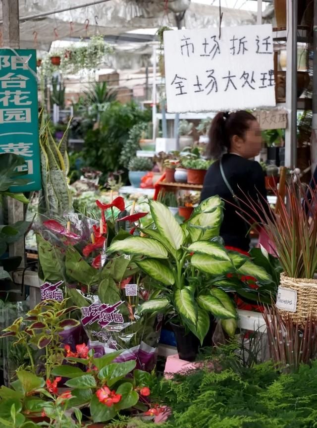 陪伴西郊人20年的秦美花市，再见