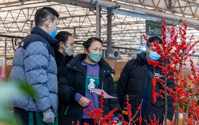 今年郑州年宵花价格如何？谁是花卉市场新宠？这儿有份购花指南