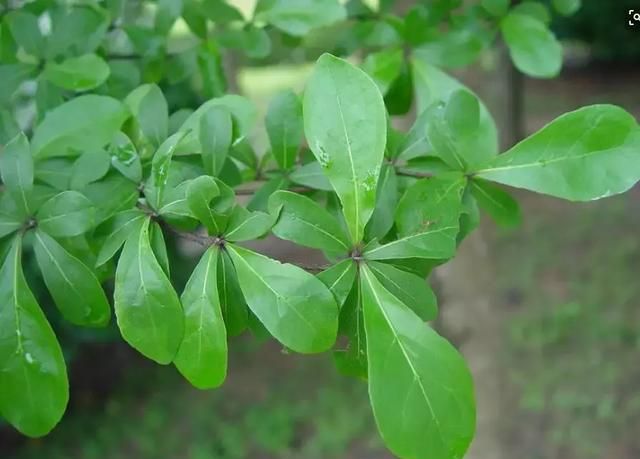 每日植物 |小叶榄仁