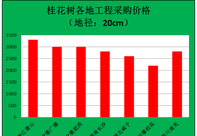 2022年，各地桂花树的工程采购价，看看你家的能卖多少钱一棵？