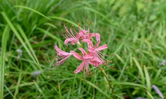 叶片像韭菜，根部像蒜头，有叶时无花，有花时无叶，你猜到了吗？