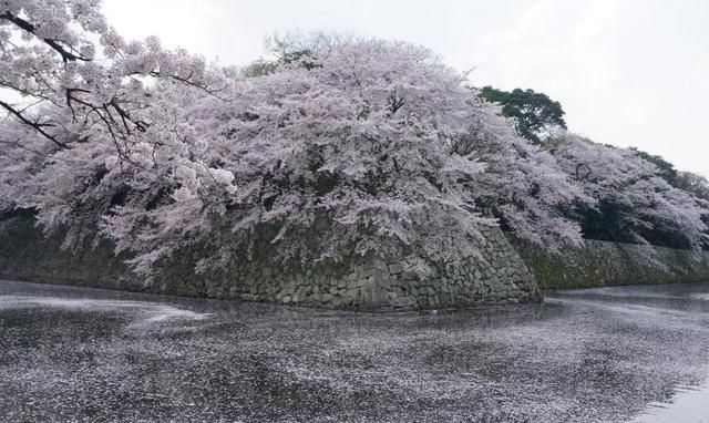 暮春三月，我与樱花有个约会