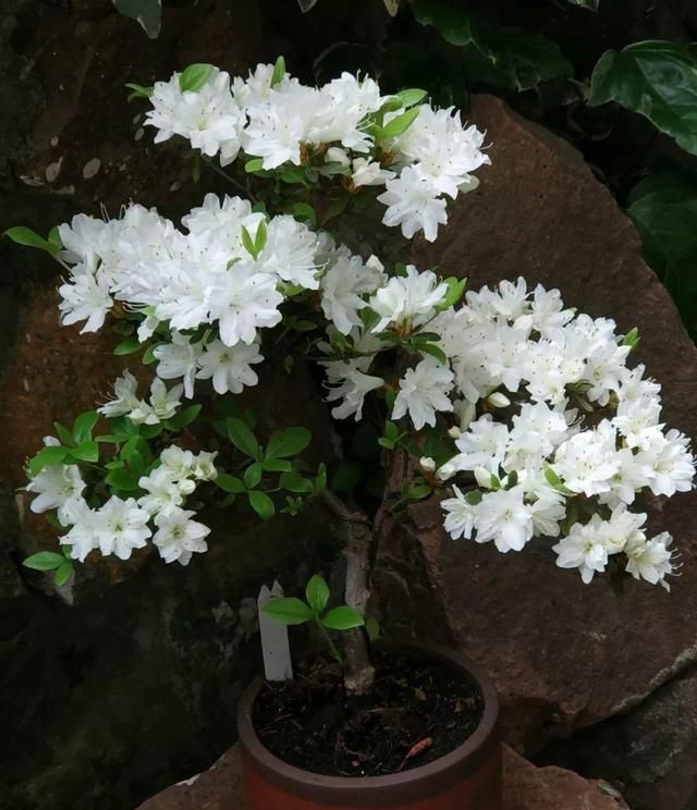 这10个杜鹃花品种，养一次就上瘾，花一开都看不见叶