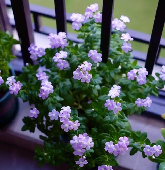 20种“懒人”花草，阳台客厅必备，好养好看，还能净化空气