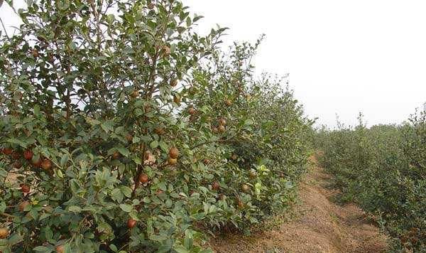 油茶高产栽植管理措施浅析