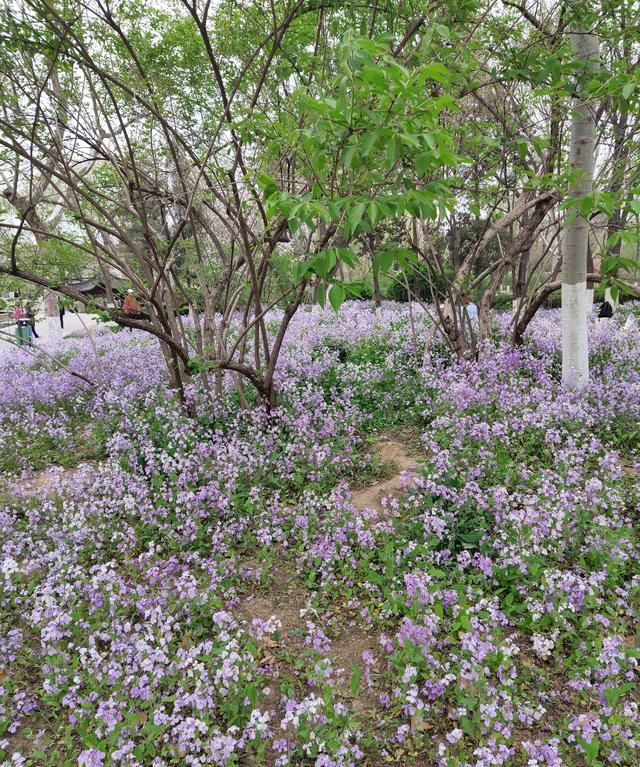 在这个开满二月兰的季节里，欣赏季羡林的文章《二月兰》