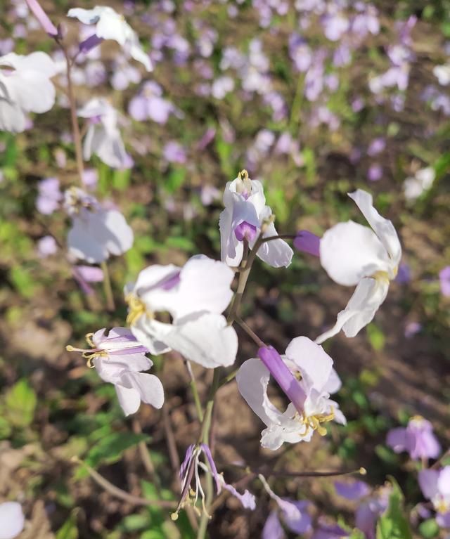 在这个开满二月兰的季节里，欣赏季羡林的文章《二月兰》