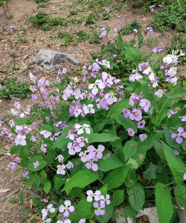 在这个开满二月兰的季节里，欣赏季羡林的文章《二月兰》