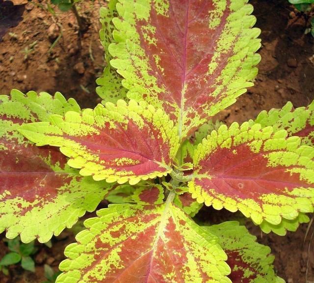 让盆栽彩叶草在夏秋季节开花，蓝色小花很精致，叶子更显斑斓