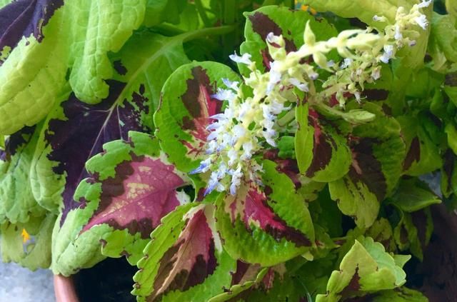 让盆栽彩叶草在夏秋季节开花，蓝色小花很精致，叶子更显斑斓