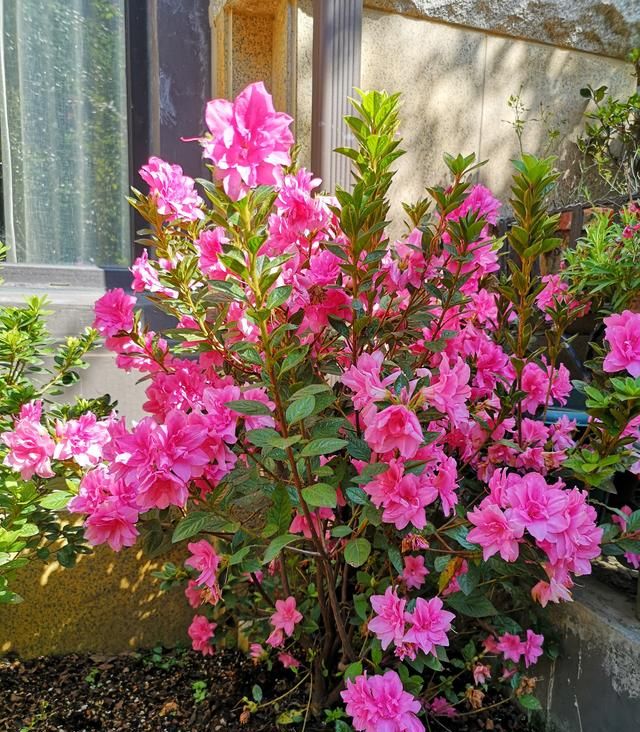 新手养杜鹃花，就选安酷杜鹃“康乃馨”，皮实好养，三季有花开