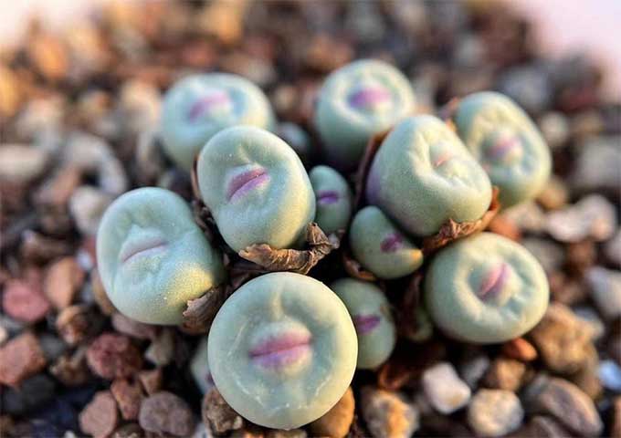 多肉植物这样的土壤配方，省钱又容易爆盆！