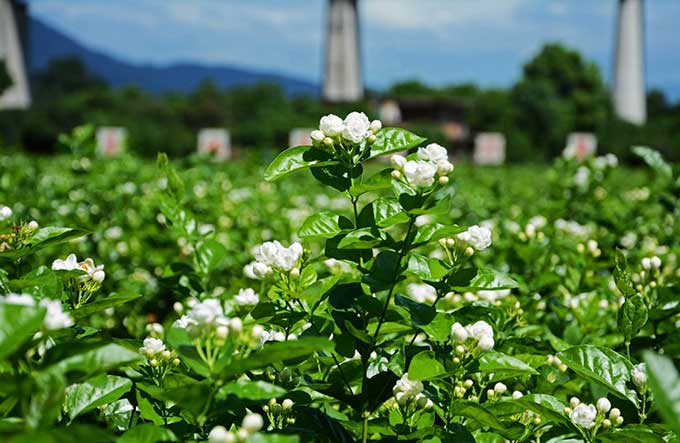 如何种植茉莉花？全面指南！