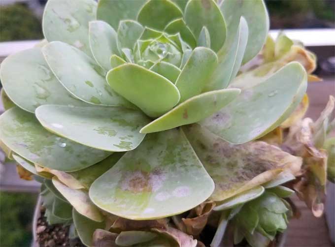 多肉植物白粉病的初期症状与预防方法