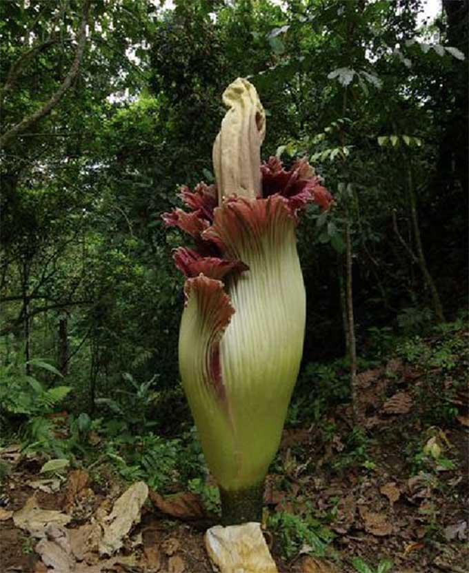 保持尸香魔芋美丽青翠的4个关键：施肥、修剪、除虫、浇水