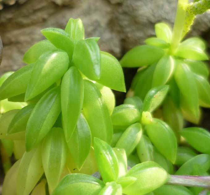 多肉斧叶椒草的花叶腐烂病诊断与治疗