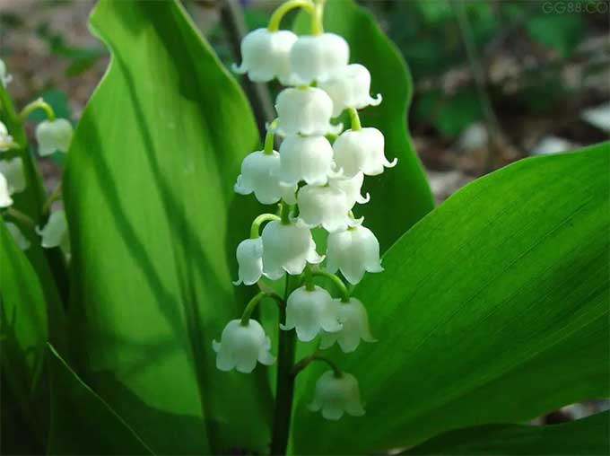 铃兰花叶子上有蚜虫怎么办？