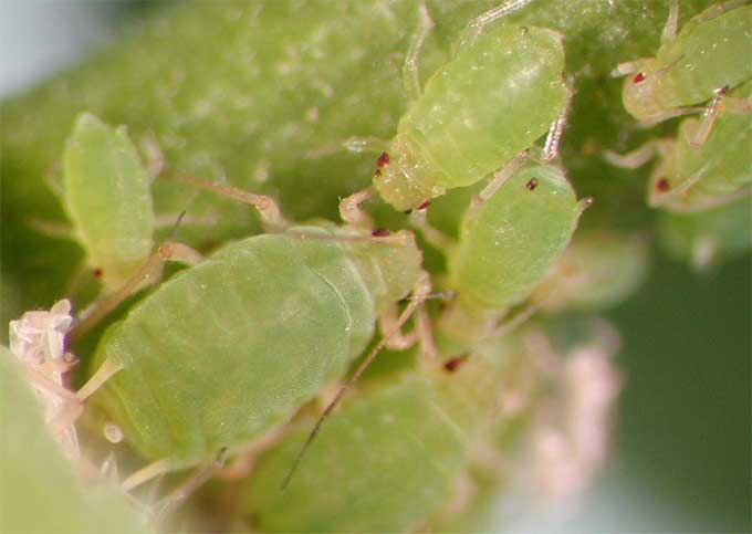 蚜虫最怕什么？消灭蚜虫最简单的方法