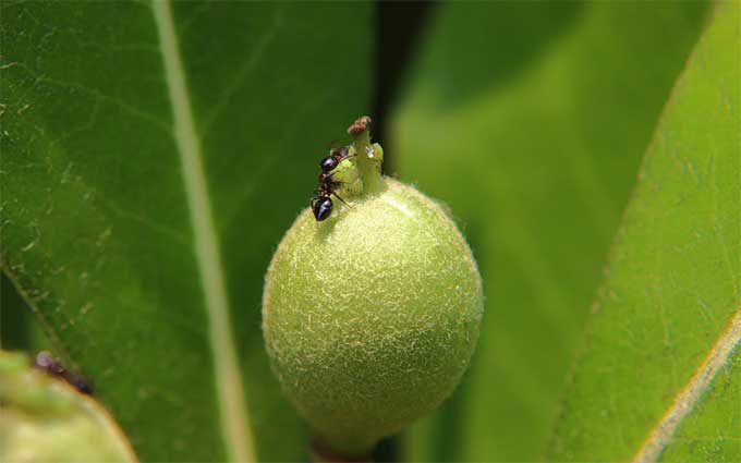 蚂蚁如何危害花卉生态系统？