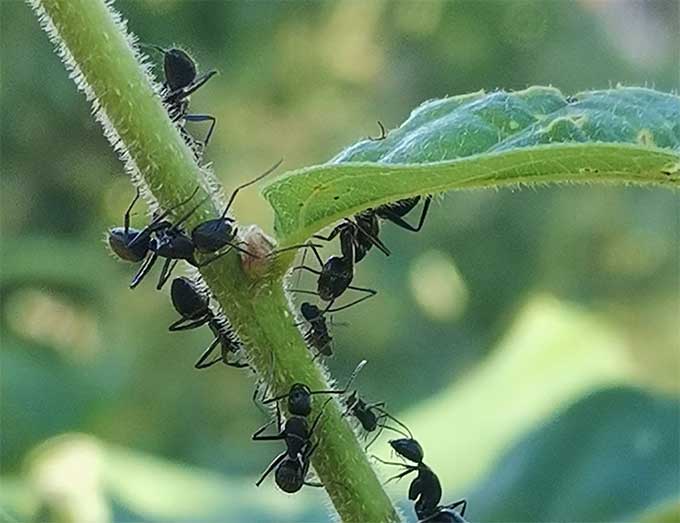 用科学的方法，让花卉恢复生机，避免蚂蚁破坏