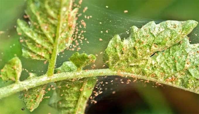 如何识别花卉叶片上的红蜘蛛害虫