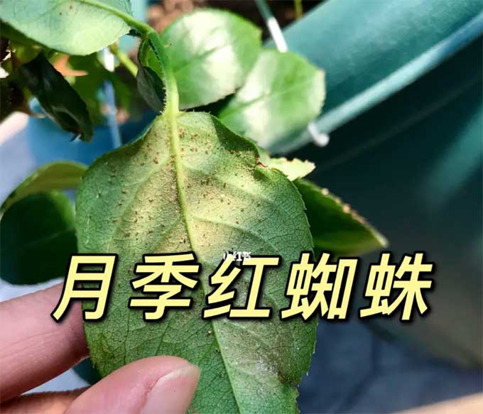 红蜘蛛对花卉的危害性大吗？应该怎么预防？