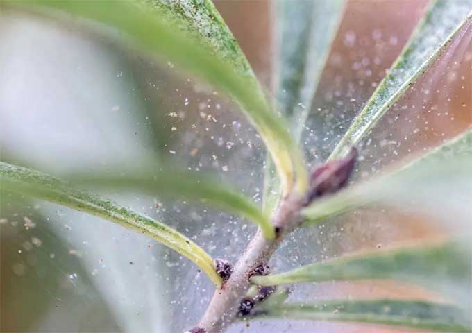 红蜘蛛的颜色和外形，帮你快速辨别花卉害虫