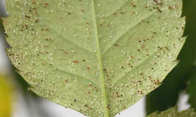 花卉叶片出现小白点？可能是红蜘蛛导致的