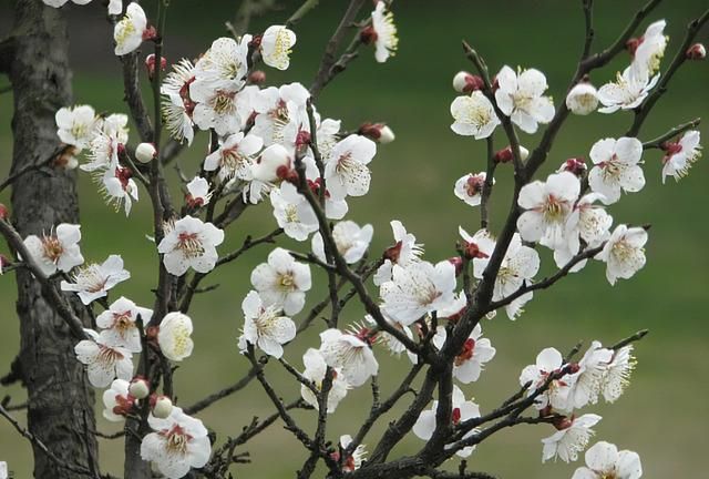 咏诵梅花的10首词，前两名伯仲之间、难分高下，哪首水平更高？