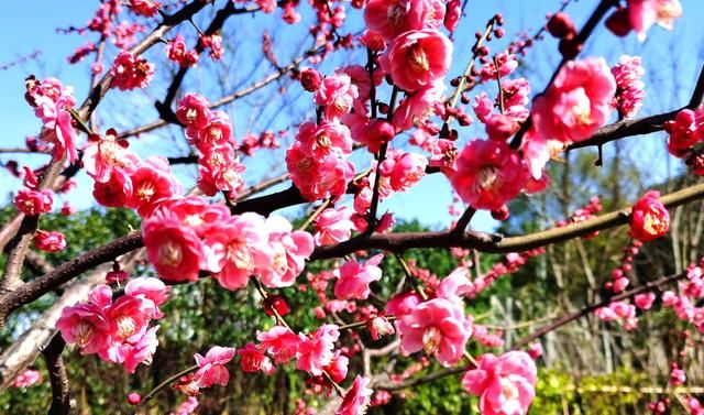 咏诵梅花的10首词，前两名伯仲之间、难分高下，哪首水平更高？