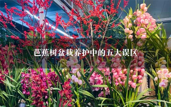 芭蕉树盆栽养护中的五大误区