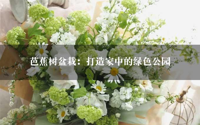 芭蕉树盆栽：打造家中的绿色公园