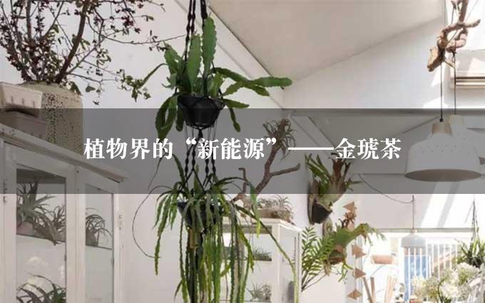 植物界的“新能源”——金琥茶