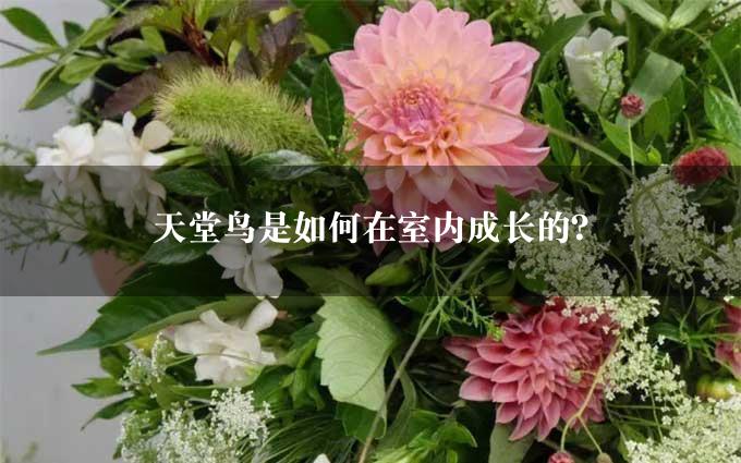 天堂鸟是如何在室内成长的？